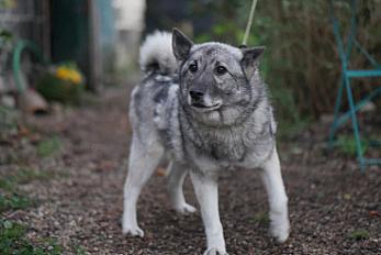 Donne chien d'élan norvégien femelle 7 ans (Natvik) LOF - Loire