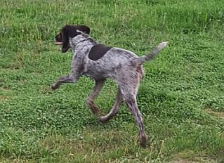 Donne Chienne Drahthaar croisée 8 mois - Bouches du Rhône