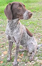 Donne Chienne Drahthaar croisée 8 mois - Bouches du Rhône - Photo 3