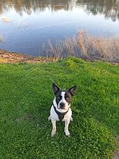 Donne adorable chienccroisé border collie 2 ans - Indre et Loire