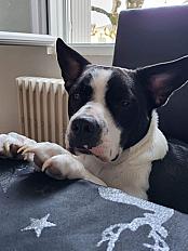 Donne adorable chienccroisé border collie 2 ans - Indre et Loire - Photo 2