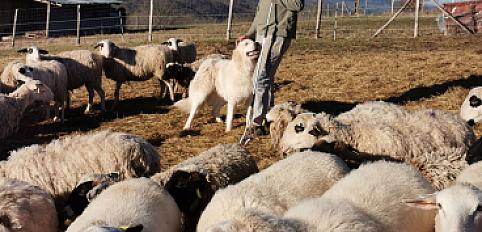 Donne patou mâle 5 ans - Dordogne