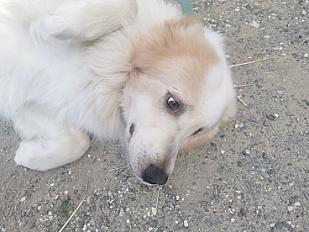 Donne patou mâle 5 ans - Dordogne - Photo 2