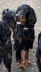 Donne setter gordon 1 an - Gironde - Photo 2