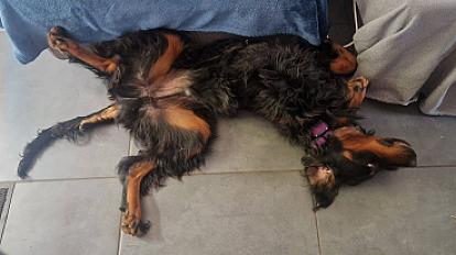 Donne setter gordon 1 an - Gironde - Photo 3