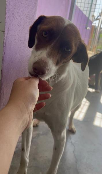 Donne chienne Podenco 2 ans 1/2 - Tarn