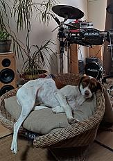 Donne chienne Podenco 2 ans 1/2 - Tarn - Photo 2