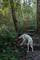 Donne chienne Podenco 2 ans 1/2 - Tarn - Photo 3