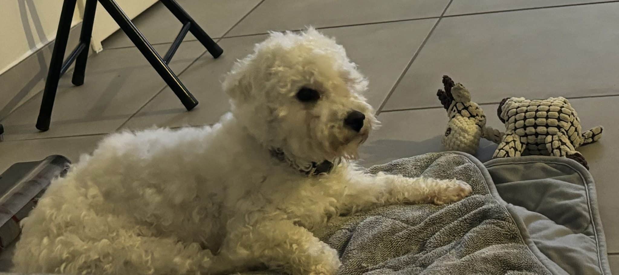 Donne bichon mâle 1 an - Rhône