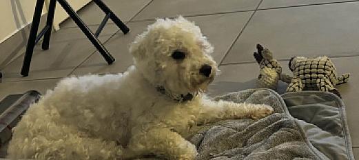 Donne bichon mâle 1 an - Rhône