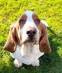 Donne Basset Hound mâle 5 ans - Seine Maritime