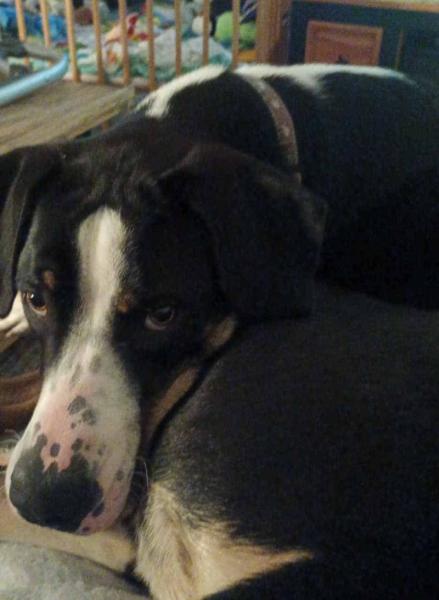 Donne grand bouvier suisse x beauceron mâle 2 ans - Isère