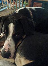 Donne grand bouvier suisse x beauceron mâle 2 ans - Isère