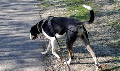 Donne grand bouvier suisse x beauceron mâle 2 ans - Isère - Photo 2