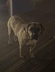 Donne chienne presa canario 4 ans - Loire