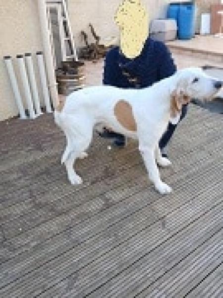 Donne chien ariègeois croisé 11 ans - Gard