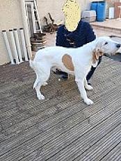 Donne chien ariègeois croisé 11 ans - Gard