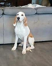 Donne chien ariègeois croisé 11 ans - Gard - Photo 2