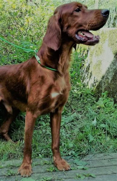 Donne jeune Setter Irlandais Rouge 2 ans - Finistère