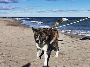 Donne Mastiff portugais 8 ans - Pyrénées Orientales