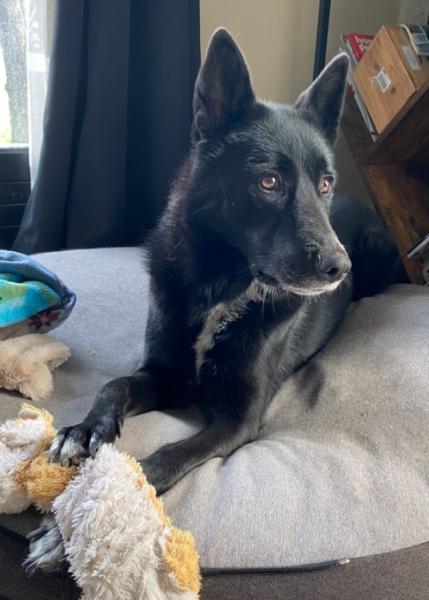 Donne chienne de Canaan 4 ans - Rhône