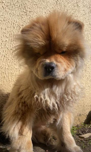 Donne Chow-chow petite taille 1 an - Charente