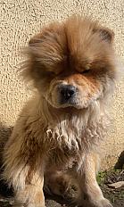 Donne Chow-chow petite taille 1 an - Charente