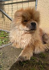 Donne Chow-chow petite taille 1 an - Charente - Photo 2