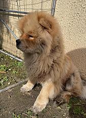 Donne Chow-chow petite taille 1 an - Charente - Photo 3