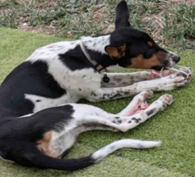 Donne chienne podenco x bodeguero 1 an - Bouches du Rhône