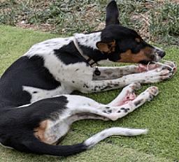 Donne chienne podenco x bodeguero 1 an - Bouches du Rhône