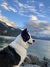 Donne chien Laika 1 an -  Haute Savoie