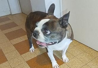 Donne Boston terrier femelle 5 ans - Bouches du Rhône