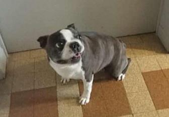 Donne Boston terrier femelle 5 ans - Bouches du Rhône - Photo 2