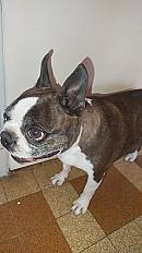 Donne Boston terrier femelle 5 ans - Bouches du Rhône - Photo 3