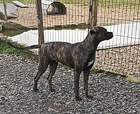 Donne Alanos espagnol 2 ans - Puy de Dôme