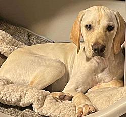 Donne pointer robe fauve clair femelle 3 ans - Loire Atlantique