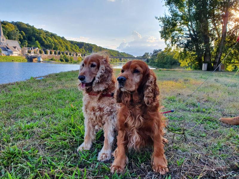 Donne couple de cocker anglais 13 ans - Vaucluse