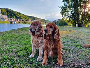 Donne couple de cocker anglais 13 ans - Vaucluse