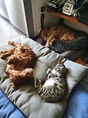 Donne couple de cocker anglais 13 ans - Vaucluse - Photo 2