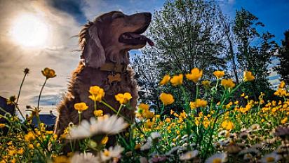 Donne couple de cocker anglais 13 ans - Vaucluse - Photo 3