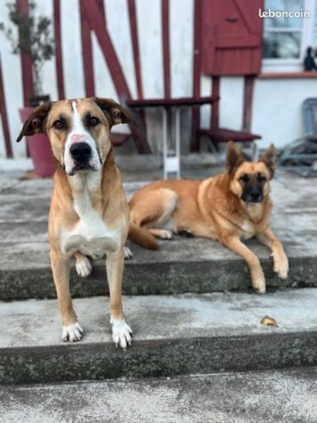Donne 2 chiens Estrela - Pyrénées Atlantiques