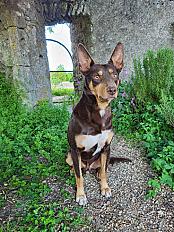 Donne KELPIE mâle 3 ans - Loir et Cher