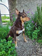 Donne KELPIE mâle 3 ans - Loir et Cher - Photo 2