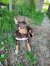 Donne KELPIE mâle 3 ans - Loir et Cher - Photo 3