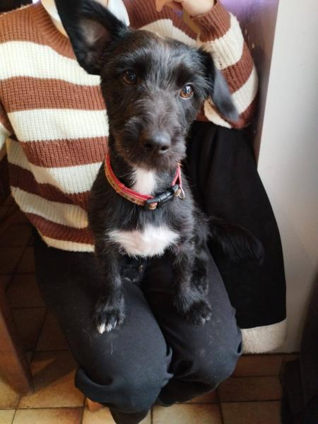 Donne chien skye terrier 2 ans - Morbihan