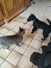 Donne chien skye terrier 2 ans - Morbihan - Photo 2