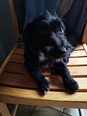 Donne chien skye terrier 2 ans - Morbihan - Photo 3