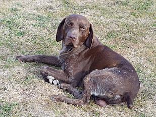Donne griffon mâle 9 ans - Vendée