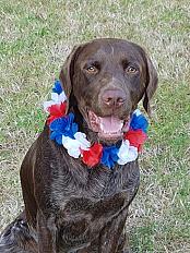 Donne griffon mâle 9 ans - Vendée - Photo 2